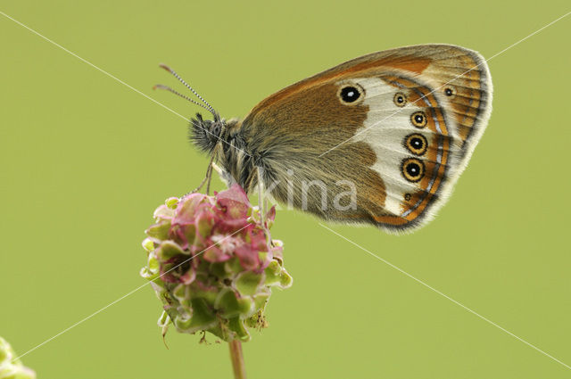 Tweekleurig hooibeestje (Coenonympha arcania)