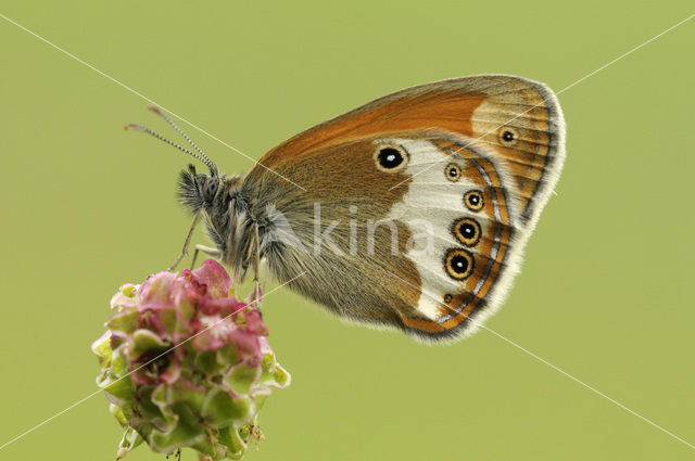 Tweekleurig hooibeestje (Coenonympha arcania)