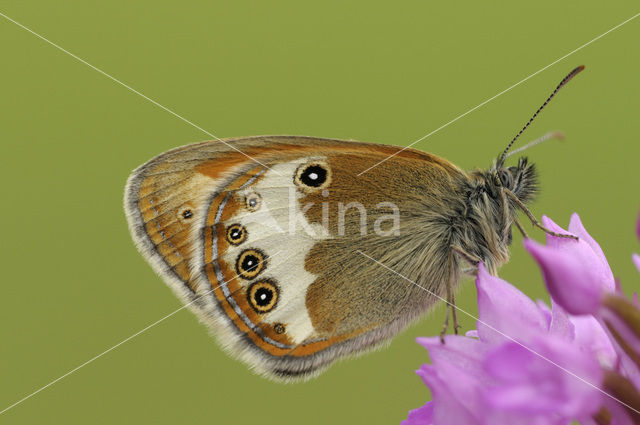 Tweekleurig hooibeestje (Coenonympha arcania)