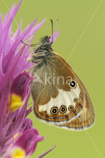 Tweekleurig hooibeestje (Coenonympha arcania)