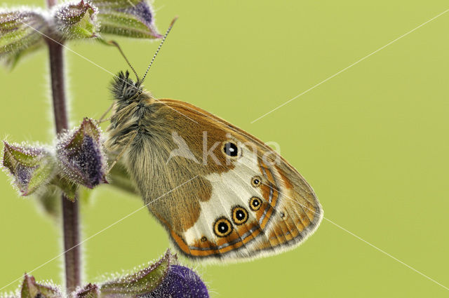 Tweekleurig hooibeestje (Coenonympha arcania)