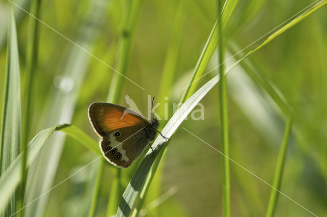 Tweekleurig hooibeestje (Coenonympha arcania)