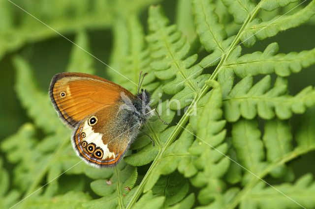 Pearly Heath (Coenonympha arcania)