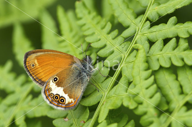 Tweekleurig hooibeestje (Coenonympha arcania)