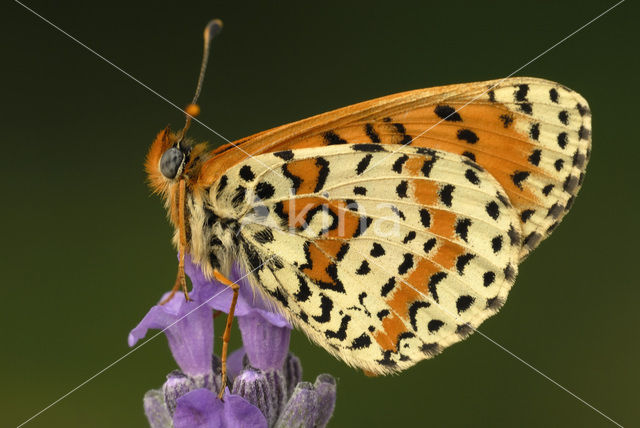 Spotted Fritillary (Melitaea didyma)