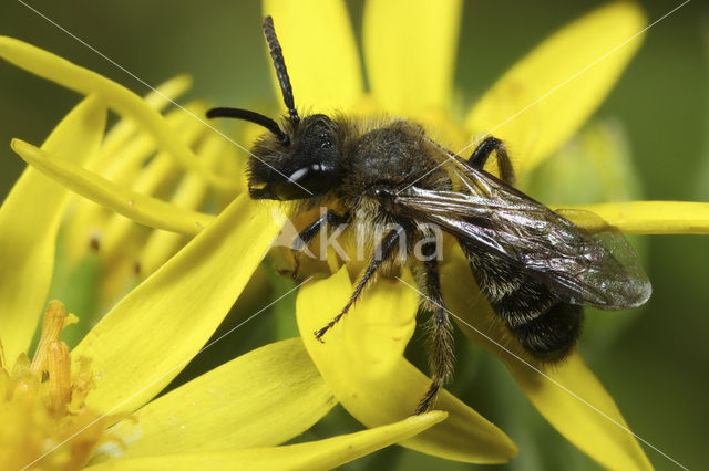 Gwynne’s Mining Bee (Andrena bicolor)