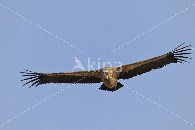 Eurasian Griffon (Gyps fulvus)