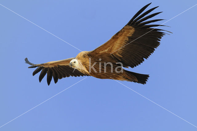 Eurasian Griffon (Gyps fulvus)