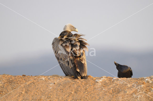 Eurasian Griffon (Gyps fulvus)