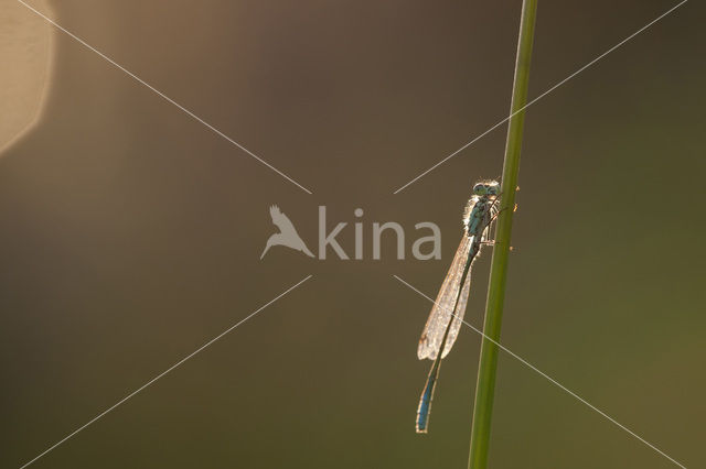 Variabele waterjuffer (Coenagrion pulchellum)
