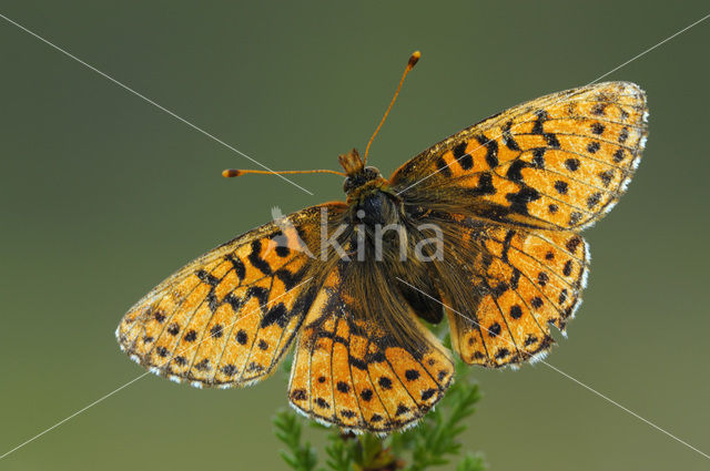 Veenbesparelmoervlinder (Boloria aquilonaris)