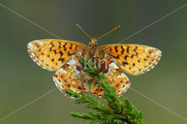 Veenbesparelmoervlinder (Boloria aquilonaris)