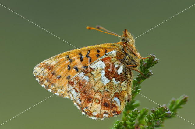 Veenbesparelmoervlinder (Boloria aquilonaris)