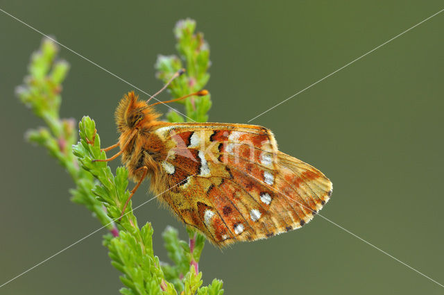 Veenbesparelmoervlinder (Boloria aquilonaris)