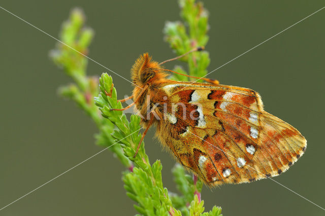 Veenbesparelmoervlinder (Boloria aquilonaris)