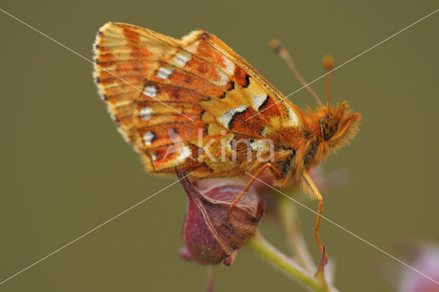 Veenbesparelmoervlinder (Boloria aquilonaris)