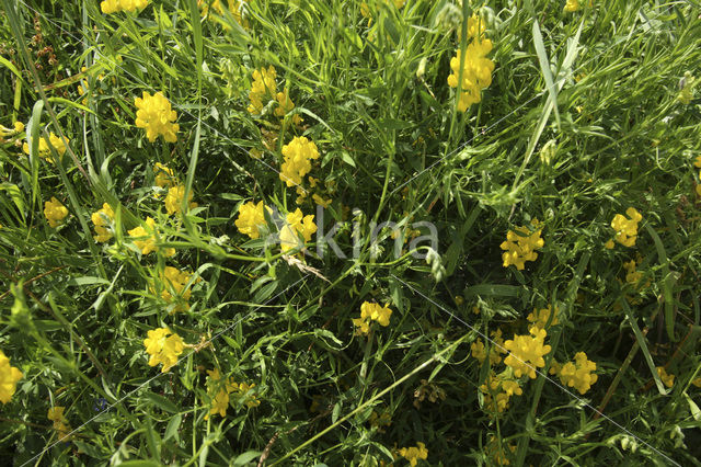 Meadow Vetchling (Lathyrus pratensis)