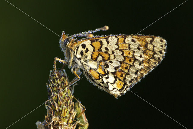 Veldparelmoervlinder (Melitaea cinxia)