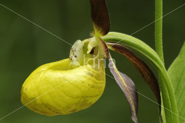 Lady’s slipper (Cypripedium calceolus)