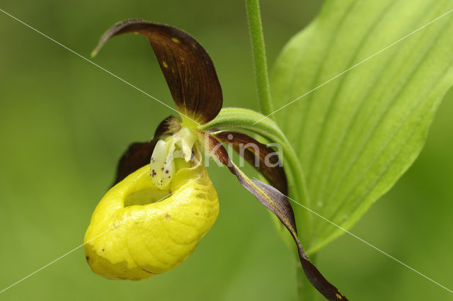 Lady’s slipper (Cypripedium calceolus)