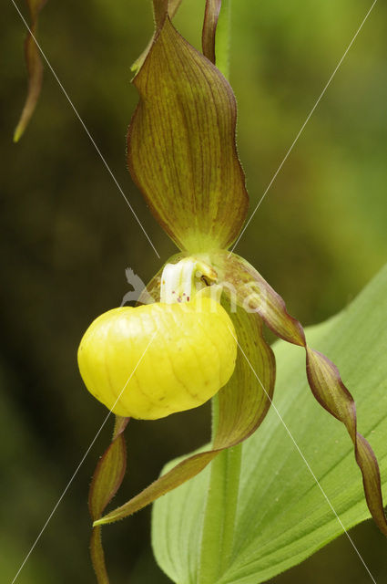 Lady’s slipper (Cypripedium calceolus)