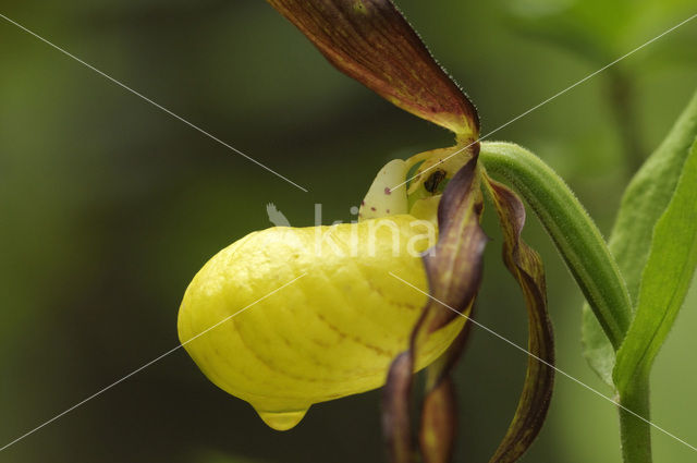 Lady’s slipper (Cypripedium calceolus)