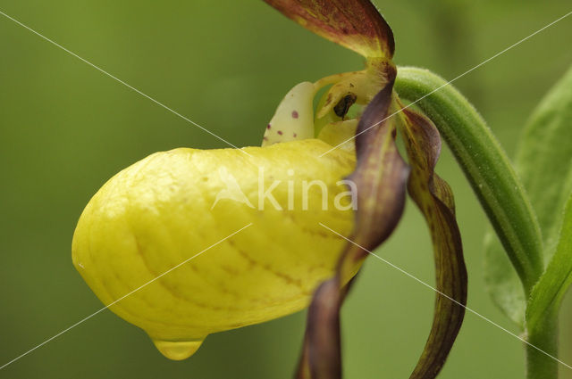 Lady’s slipper (Cypripedium calceolus)