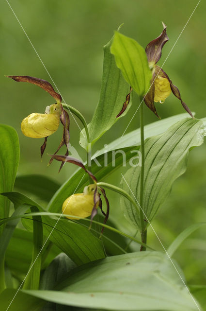 Lady’s slipper (Cypripedium calceolus)