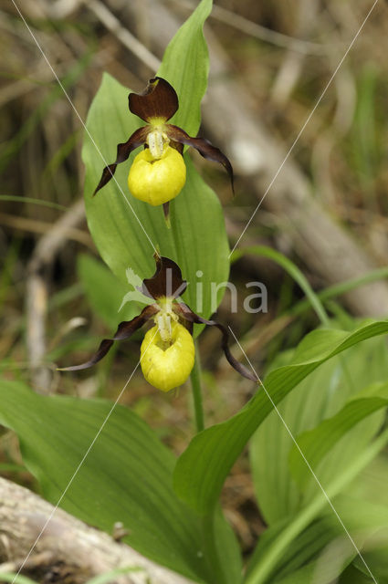 Lady’s slipper (Cypripedium calceolus)