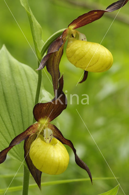 Lady’s slipper (Cypripedium calceolus)