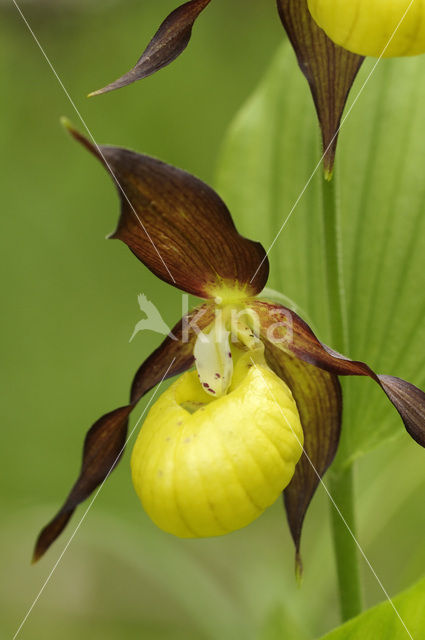 Lady’s slipper (Cypripedium calceolus)