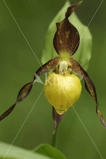 Lady’s slipper (Cypripedium calceolus)