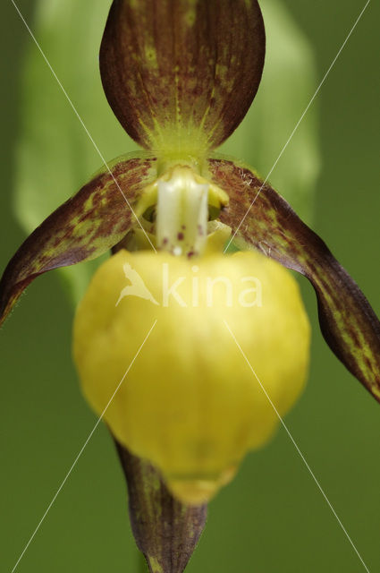 Lady’s slipper (Cypripedium calceolus)