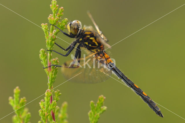 White-faced Darter (Leucorrhinia dubia)