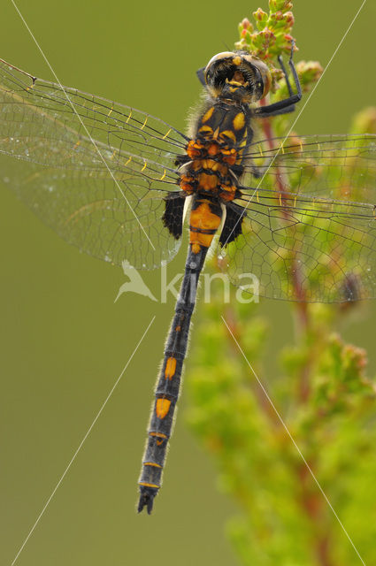 White-faced Darter (Leucorrhinia dubia)