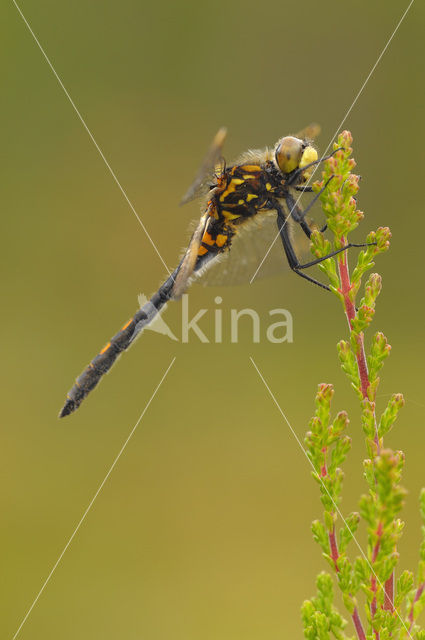 White-faced Darter (Leucorrhinia dubia)