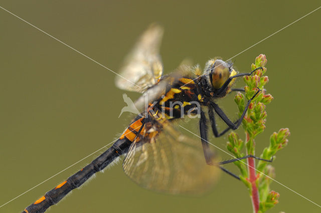 White-faced Darter (Leucorrhinia dubia)