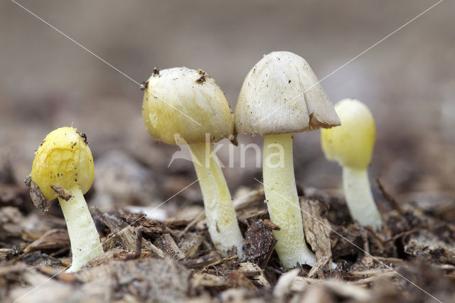 Verkleurend kleefhoedje (Bolbitius variicolor)