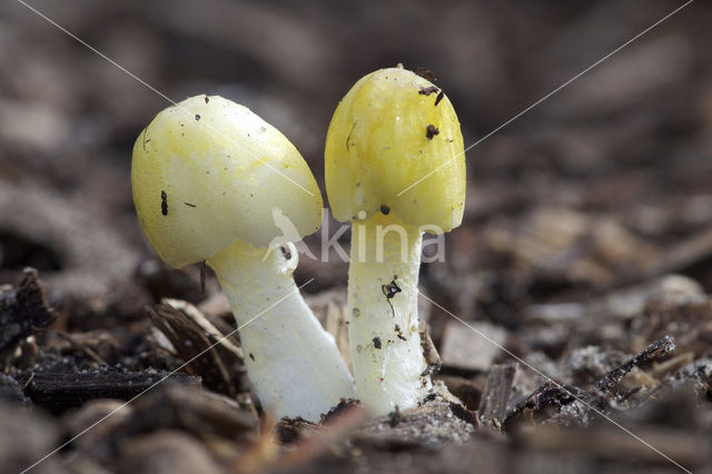 Verkleurend kleefhoedje (Bolbitius variicolor)