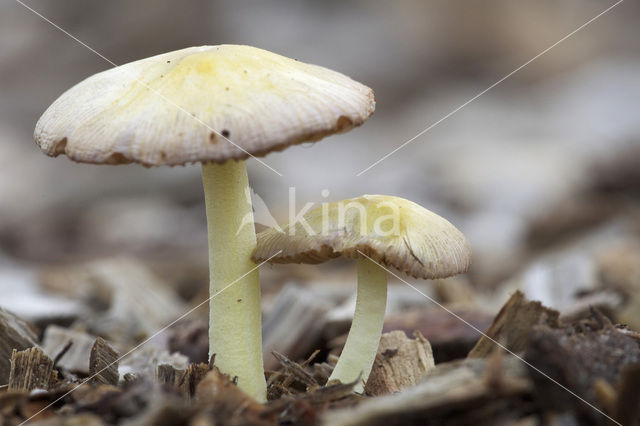 Verkleurend kleefhoedje (Bolbitius variicolor)