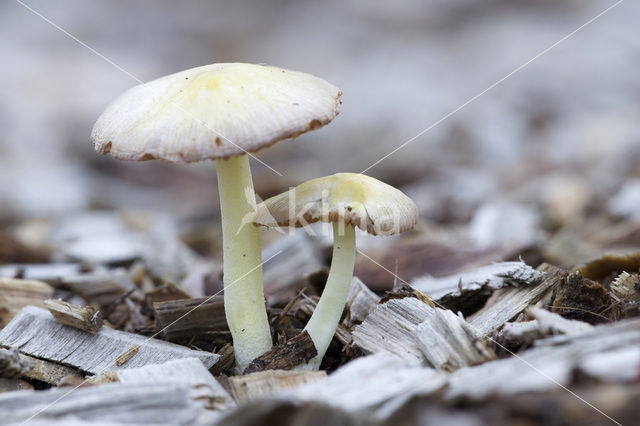 Bolbitius variicolor