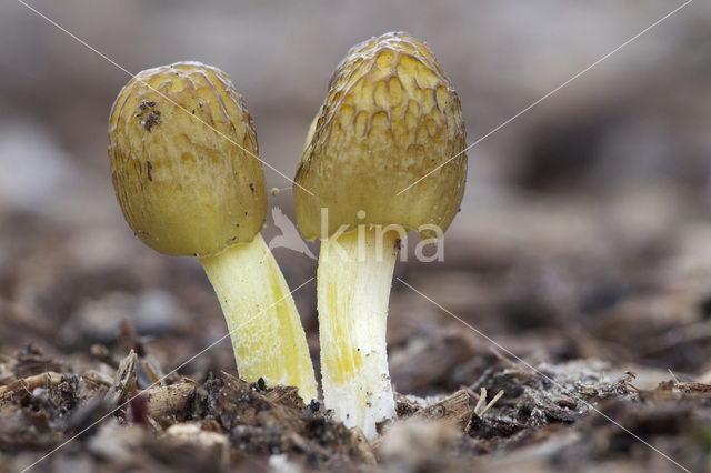 Verkleurend kleefhoedje (Bolbitius variicolor)