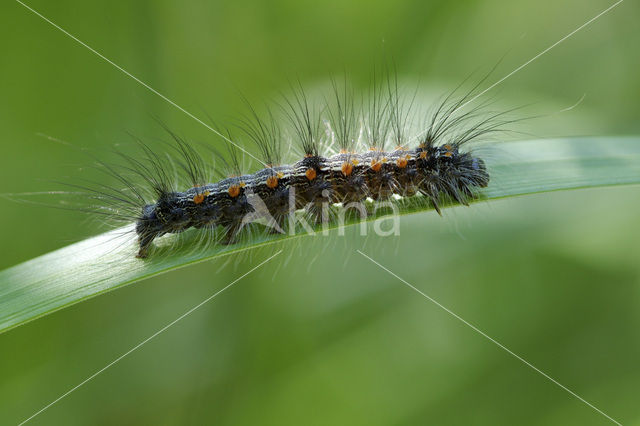 Four-spotted Footman (Lithosia quadra)