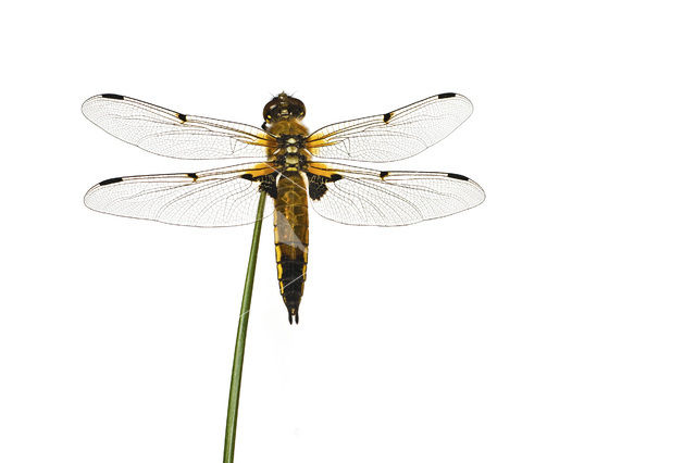 Viervlek (Libellula quadrimaculata)