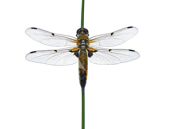 Viervlek (Libellula quadrimaculata)