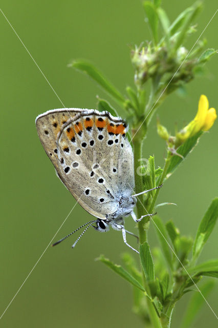 Violette vuurvlinder (Lycaena alciphron)