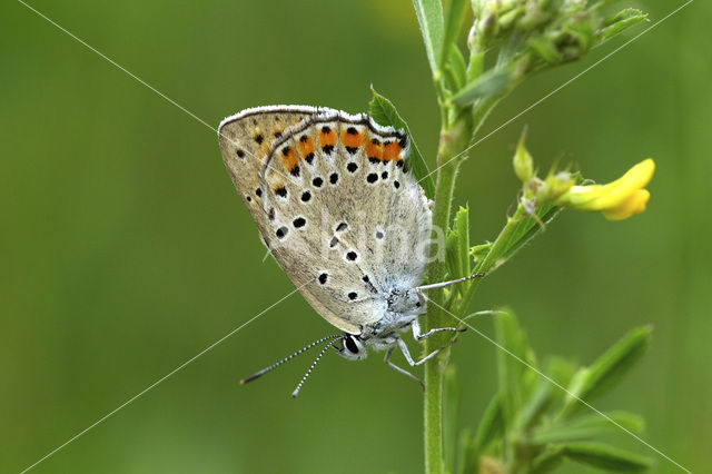 Violette vuurvlinder (Lycaena alciphron)