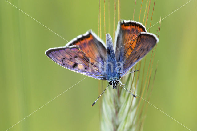 Violette vuurvlinder (Lycaena alciphron)