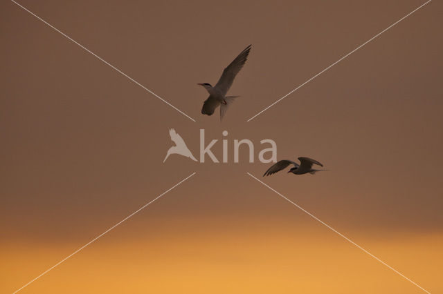 Common Tern (Sterna hirundo)