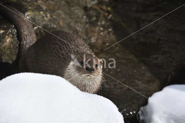 European Otter (Lutra lutra)